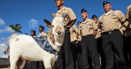 635659001070171361-goat-lake-erie-charlie[1]